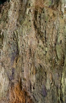 Morscher tree trunk