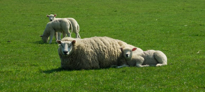 Sheep on your meadow