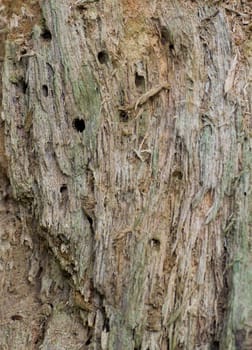 Morscher tree trunk