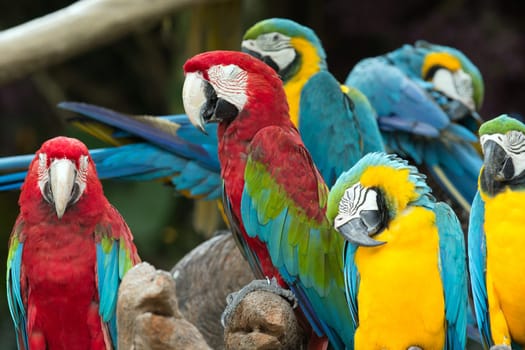 Pair of colorful Macaws parrots