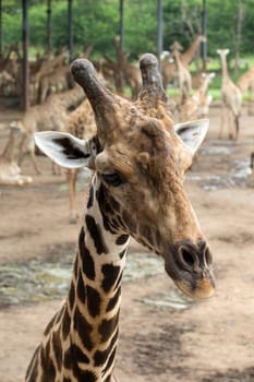 Close up portrait of giraffe