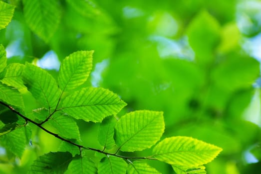 green leaves background in sunny day