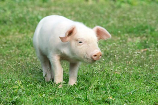 Young pig on a spring green grass