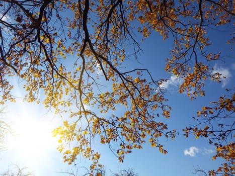 autumn forest background in a sunny day