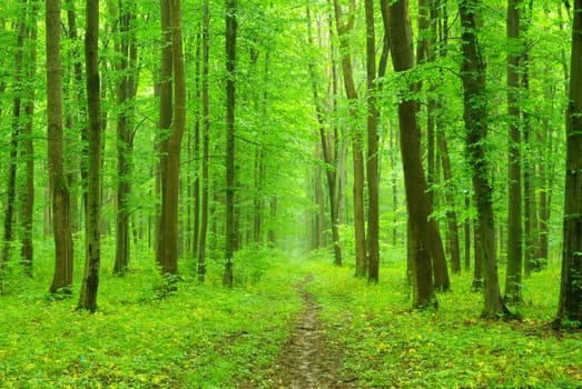 a path is in the green forest