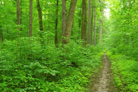 a path is in the green forest