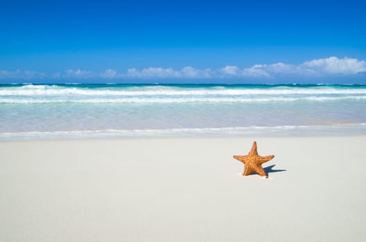 Caribbean starfish over sand beach