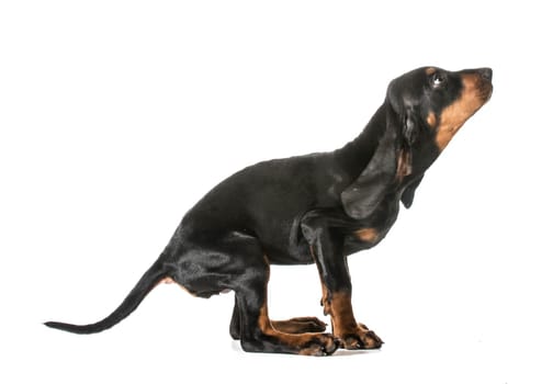 jumping puppy - black and tan coonhound getting ready to jump on white background