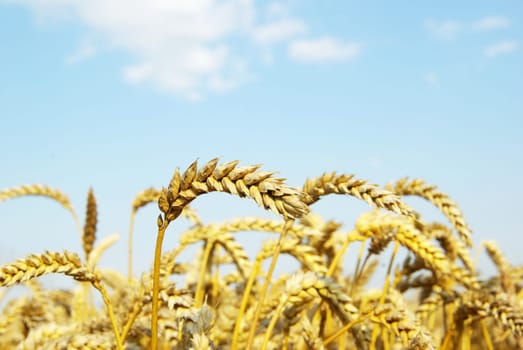 Field of wheat over blue sky