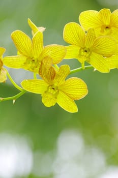 beautiful orchid on green background
