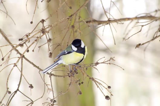 tit on branch front the beautiful background
