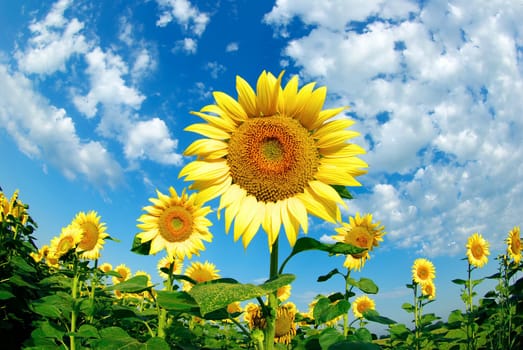 sunflower field over cloudy blue sky