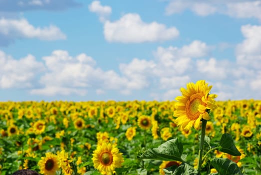 sunflower field over cloudy blue sky