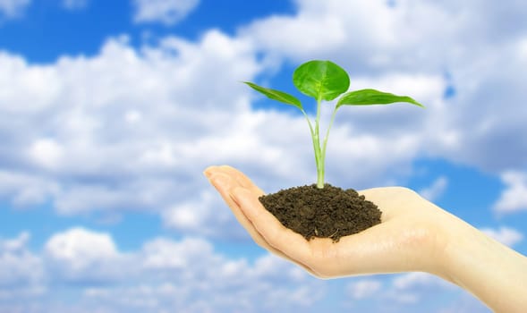 Hands holding sapling in soil  on sky