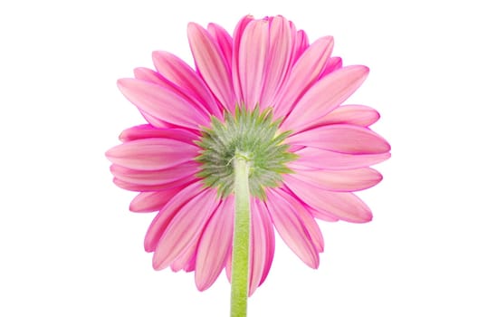 gerbera flower closeup on white background