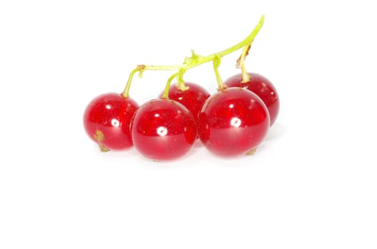 red currant isolated on a white background