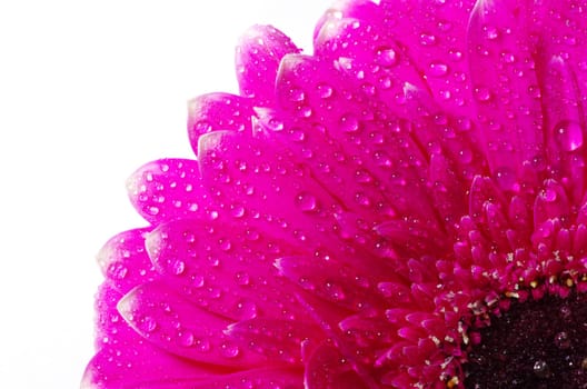 gerbera flower closeup on white background