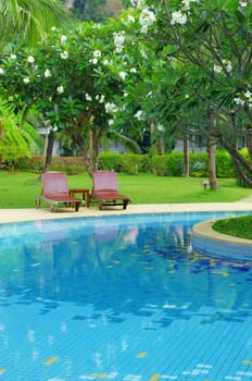 tropical swimming pool with coconut tree and white umbrella