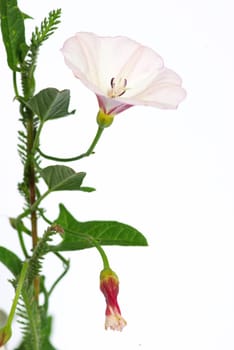 beautiful  flowers on white background