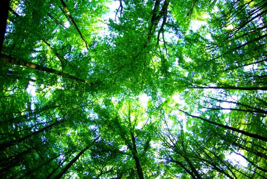 a path is in the green forest
