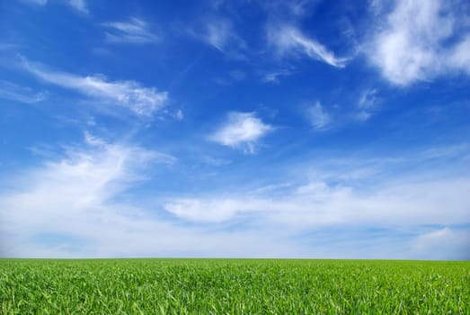 field on a background of the blue sky