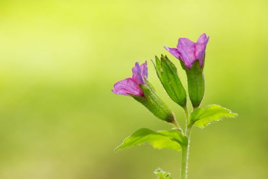 pink spring flower on the forest