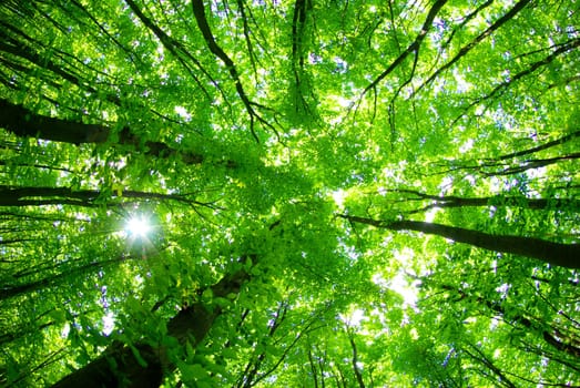 Early morning sun in the green forest