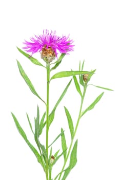 flowers isolated on a white background