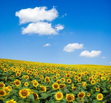 sunflower field over cloudy blue sky