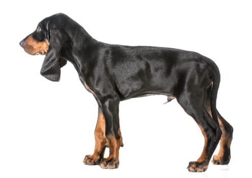 black and tan coonhound sstanding on white background