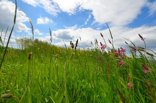 Meadow Herbs Summer Flowers