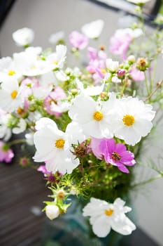 Closeup of pink and white daisy flowers outdoors on bright day