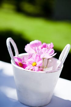 Closeup of decorative pink daisy flowers in bucket on table outdoors on sunny day