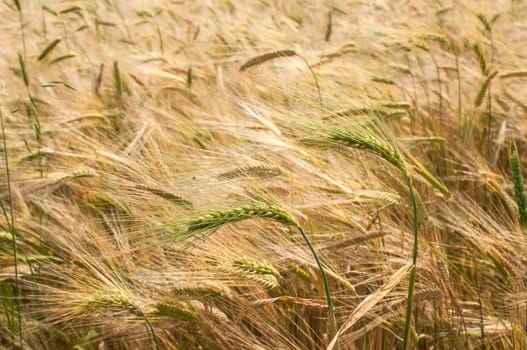 Wheat field in late spring detail closeup as background