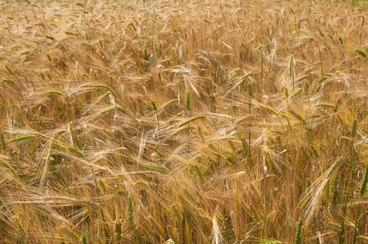 Wheat field in late spring detail closeup as background