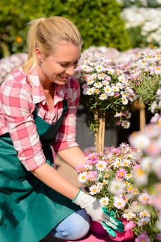 Garden center woman worker looking down daisy potted flowers sunny