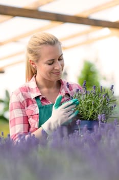 Garden center woman worker with lavender potted flowers flowerbed greenhouse