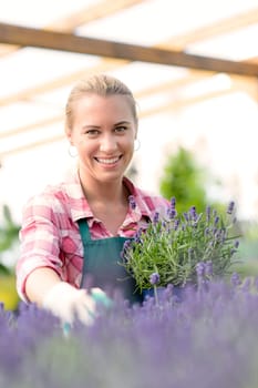 Garden center woman worker with lavender potted flowers smiling greenhouse