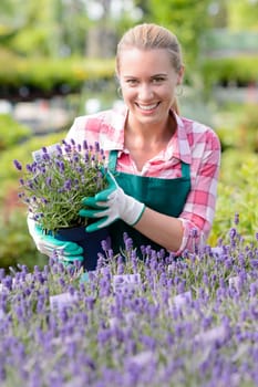 Smiling garden center woman worker with lavender potted flowers flowerbed
