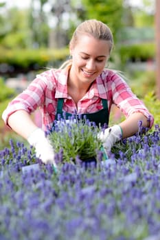 Garden center woman worker looking down at lavender flowerbed smiling