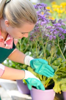 Garden center woman worker planting purple potted flowers