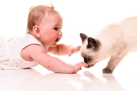 Baby girl playing with british shorthair bluepoint kitten. Isolated on white background
