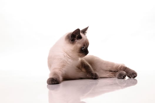Portrait of a playfull British Shorthair cat isolated on a white background.