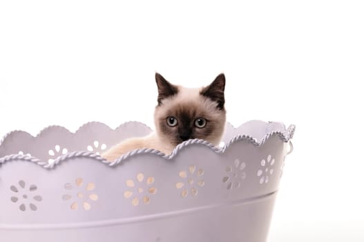 A sweet little kitten sits in a white sheet flower pot and looking out carefully, isolated on a white background.
