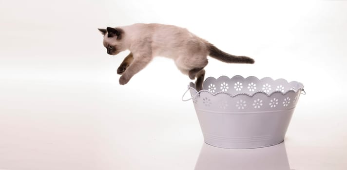 A sweet little kitten jumping out of a white sheet flower pot, isolated against white background.