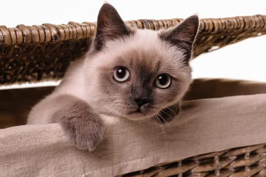 Portrait of a playfull British Shorthair cat in a wicker laundry basket isolated on a white background.