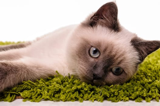 Portrait of a playfull British Shorthair cat isolated on a white background.