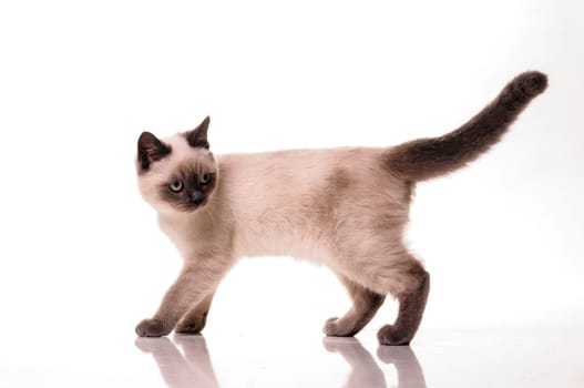 Full length portrait of a playfull British Shorthair cat isolated on a white background.