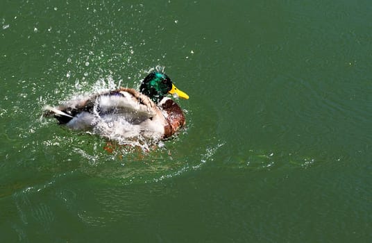 rowing stick duck