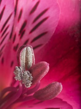 A macro shot of an alstroemeria flower